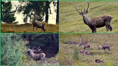 Faceți cunoștință cu… Regele Bucovinei!
